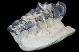 Titanothere (Megacerops) Jaw Section - South Dakota #95207-1